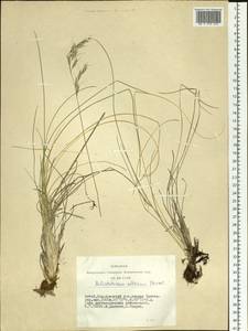 Helictotrichon desertorum (Less.) Pilg., Siberia, Altai & Sayany Mountains (S2) (Russia)