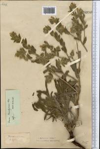 Onosma setosa subsp. transrhymnense (Klokov ex Popov) Kamelin, Middle Asia, Northern & Central Kazakhstan (M10) (Kazakhstan)