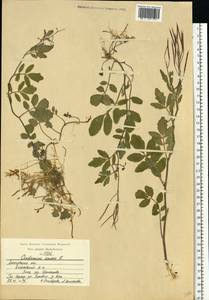 Cardamine amara L., Eastern Europe, Moscow region (E4a) (Russia)