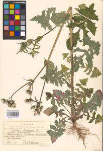 Sonchus oleraceus L., Eastern Europe, Moscow region (E4a) (Russia)