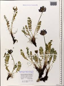 Oxytropis lazica Boiss., Caucasus, Stavropol Krai, Karachay-Cherkessia & Kabardino-Balkaria (K1b) (Russia)