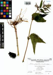 Urtica dioica subsp. pubescens (Ledeb.) Domin, Siberia, Baikal & Transbaikal region (S4) (Russia)