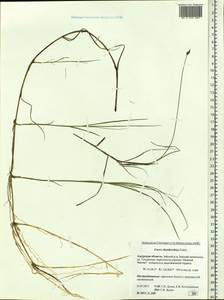 Carex chordorrhiza L.f., Siberia, Russian Far East (S6) (Russia)
