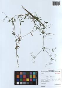 Galium uliginosum L., Siberia, Altai & Sayany Mountains (S2) (Russia)