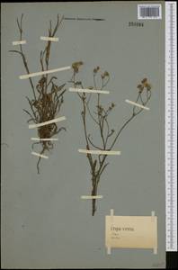 Crepis capillaris (L.) Wallr., Western Europe (EUR) (Germany)