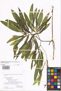 Potamogeton × angustifolius J.Presl, Eastern Europe, Volga-Kama region (E7) (Russia)