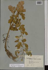 Cardamine amara subsp. balcanica Marhold, Ancev & Kit Tan, Western Europe (EUR) (Bulgaria)