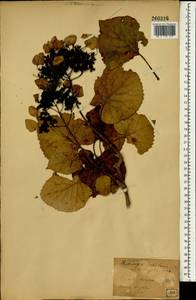 Hydrangea petiolaris Siebold & Zucc., South Asia, South Asia (Asia outside ex-Soviet states and Mongolia) (ASIA) (Japan)