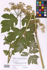 Heracleum sphondylium L., Eastern Europe, Central forest-and-steppe region (E6) (Russia)