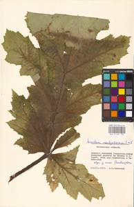 Heracleum mantegazzianum Sommier & Levier, Eastern Europe, Moscow region (E4a) (Russia)