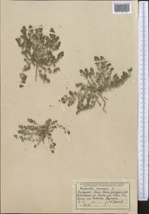 Euphorbia chamaesyce L., Middle Asia, Western Tian Shan & Karatau (M3) (Uzbekistan)