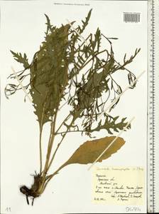 Klasea lycopifolia (Vill.) Á. Löve & D. Löve, Eastern Europe, North Ukrainian region (E11) (Ukraine)
