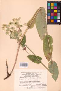 Bupleurum aureum Fisch., Eastern Europe, Eastern region (E10) (Russia)