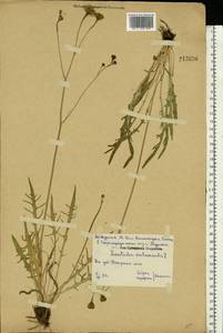 Scorzoneroides autumnalis subsp. autumnalis, Eastern Europe, Central forest-and-steppe region (E6) (Russia)