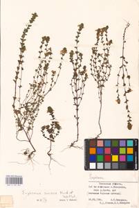 MHA 0 161 841, Euphrasia stricta var. suecica (Murb. & Wettst. ex Wettst.) Karlsson, Eastern Europe, North-Western region (E2) (Russia)