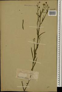 Hieracium umbellatum L., Eastern Europe, South Ukrainian region (E12) (Ukraine)