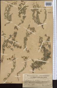 Haplophyllum versicolor Fisch. & C. A. Mey., Middle Asia, Western Tian Shan & Karatau (M3) (Kazakhstan)