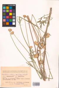 Cephalaria uralensis (Murray) Roem. & Schult., Eastern Europe, Lower Volga region (E9) (Russia)