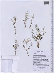 Cardamine occulta Hornem., South Asia, South Asia (Asia outside ex-Soviet states and Mongolia) (ASIA) (Vietnam)