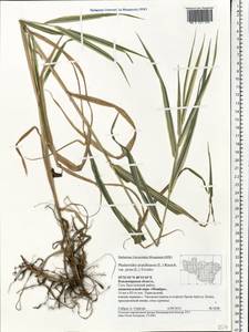 Phalaris arundinacea L., Eastern Europe, Central region (E4) (Russia)