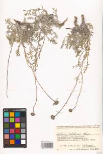 Archanthemis trotzkiana (Claus ex Bunge) Lo Presti & Oberpr., Middle Asia, Caspian Ustyurt & Northern Aralia (M8) (Kazakhstan)