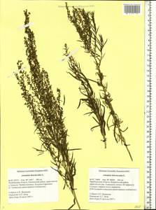 Artemisia dracunculus L., Eastern Europe, Eastern region (E10) (Russia)