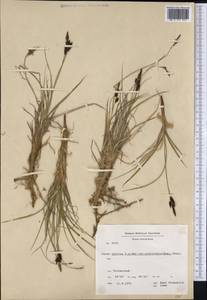 Carex stylosa C.A.Mey., America (AMER) (Greenland)