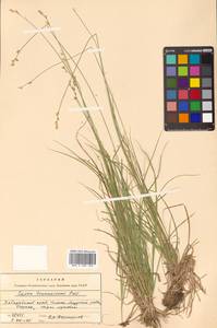 Carex brunnescens (Pers.) Poir., Siberia, Russian Far East (S6) (Russia)