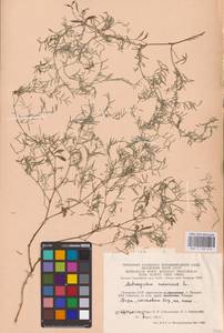 Astragalus arenarius L., Eastern Europe, Lithuania (E2a) (Lithuania)