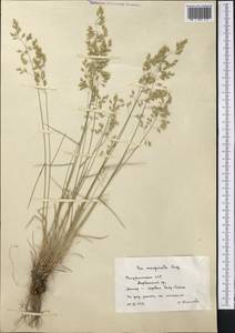 Poa glauca subsp. glauca, Middle Asia, Pamir & Pamiro-Alai (M2) (Tajikistan)