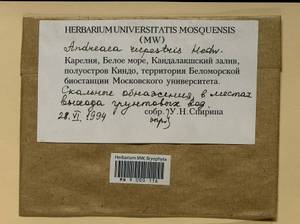 Andreaea rupestris Hedw., Bryophytes, Bryophytes - Karelia, Leningrad & Murmansk Oblasts (B4) (Russia)