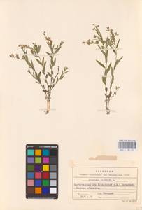 Polygala sibirica L., Eastern Europe, Lower Volga region (E9) (Russia)