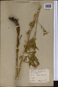 Epilobium hirsutum L., Middle Asia, Northern & Central Kazakhstan (M10) (Kazakhstan)