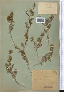 Cousinia tenella Fisch. & C. A. Mey., Middle Asia, Syr-Darian deserts & Kyzylkum (M7) (Uzbekistan)