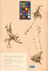 Silene foliosa Maxim., Siberia, Russian Far East (S6) (Russia)