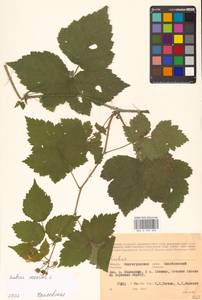 Rubus caesius L., Eastern Europe, Lower Volga region (E9) (Russia)