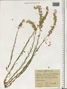 Polygala comosa subsp. comosa, Eastern Europe, North Ukrainian region (E11) (Ukraine)