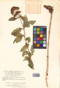 Hylotelephium verticillatum (L.) H. Ohba, Siberia, Chukotka & Kamchatka (S7) (Russia)