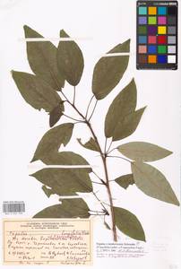 Populus ×moscoviensis Schröd., Eastern Europe, Moscow region (E4a) (Russia)