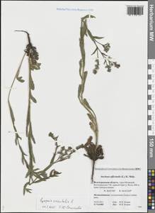 Lycopsis arvensis subsp. orientalis (L.) Kusn., Eastern Europe, Lower Volga region (E9) (Russia)