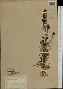 Aconitum glandulosum Rapaics, Siberia, Altai & Sayany Mountains (S2) (Russia)