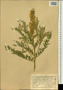 Sophora pachycarpa C.A.Mey., South Asia, South Asia (Asia outside ex-Soviet states and Mongolia) (ASIA) (Afghanistan)