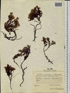 Salix jurtzevii A. Skvortsov, Siberia, Chukotka & Kamchatka (S7) (Russia)