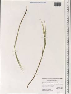 Carex chordorrhiza L.f., Mongolia (MONG) (Mongolia)