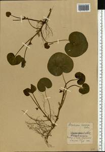 Asarum europaeum L., Eastern Europe, Central forest-and-steppe region (E6) (Russia)