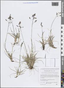 Poa lanata Scribn. & Merr., Siberia, Russian Far East (S6) (Russia)
