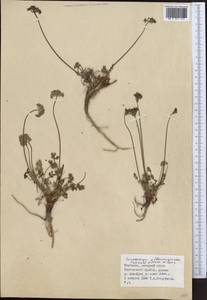 Lomatocarpa albomarginata (Schrenk) Pimenov & Lavrova, Middle Asia, Northern & Central Tian Shan (M4) (Kyrgyzstan)