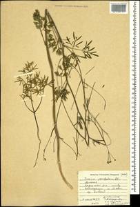 Bunium paucifolium DC., Caucasus, Armenia (K5) (Armenia)