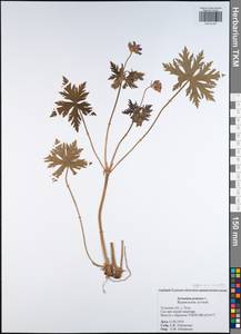 Geranium pratense L., Eastern Europe, Central region (E4) (Russia)