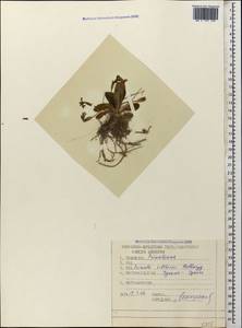 Primula vulgaris subsp. rubra (Sm.) Arcang., Caucasus, Abkhazia (K4a) (Abkhazia)